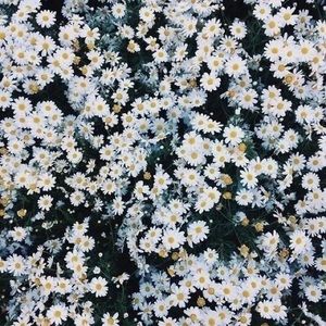 Meet your Posher, Daisy